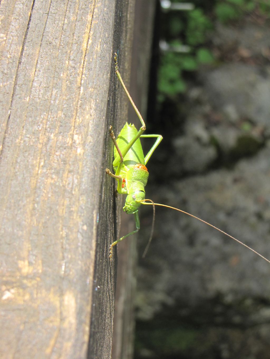 Ephippiger cavannae, maschio  (Bradyporidae)